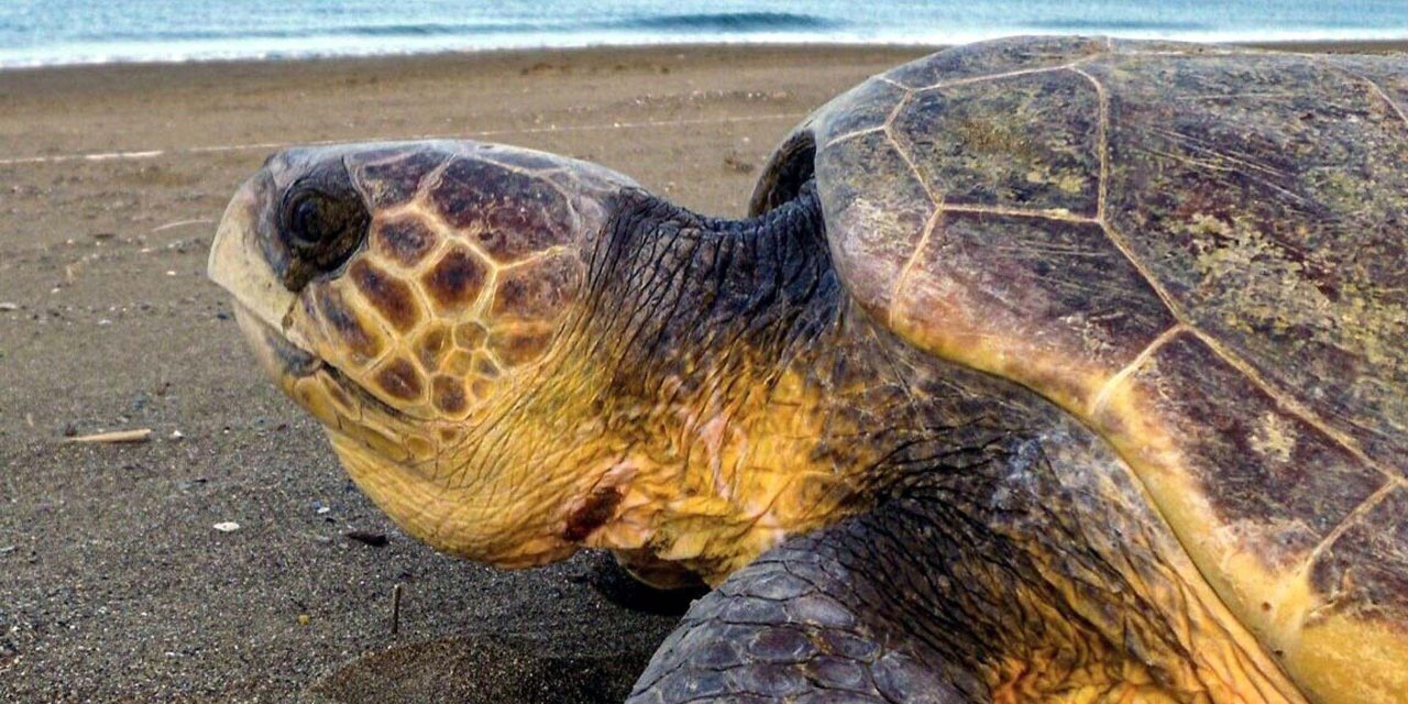 Bayramda Tatilcilere Caretta Caretta Uyarısı: Beslemeyin