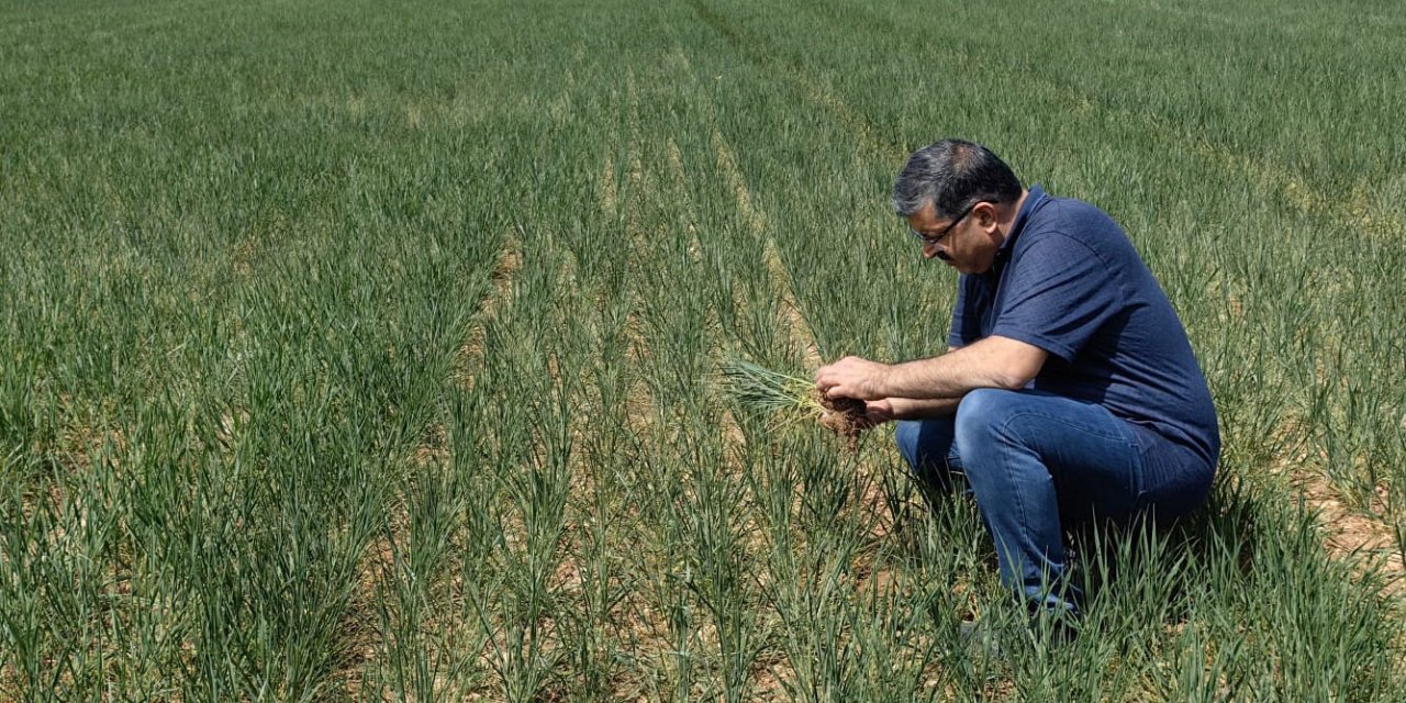 Prof. Dr. Soylu: Kıraç Alanlar 10-15 Gün İçerisinde Yağış Almazsa Ciddi Kayıp Oluşacak