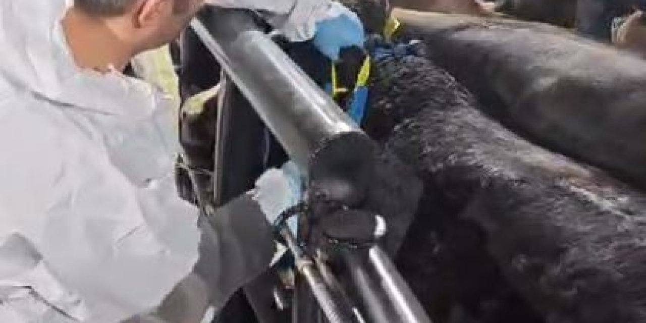 Kamyondaki 29 Büyükbaşta Şap Hastalığı Tespit Edildi, Sahibine 199 Bin Lira Ceza Kesildi