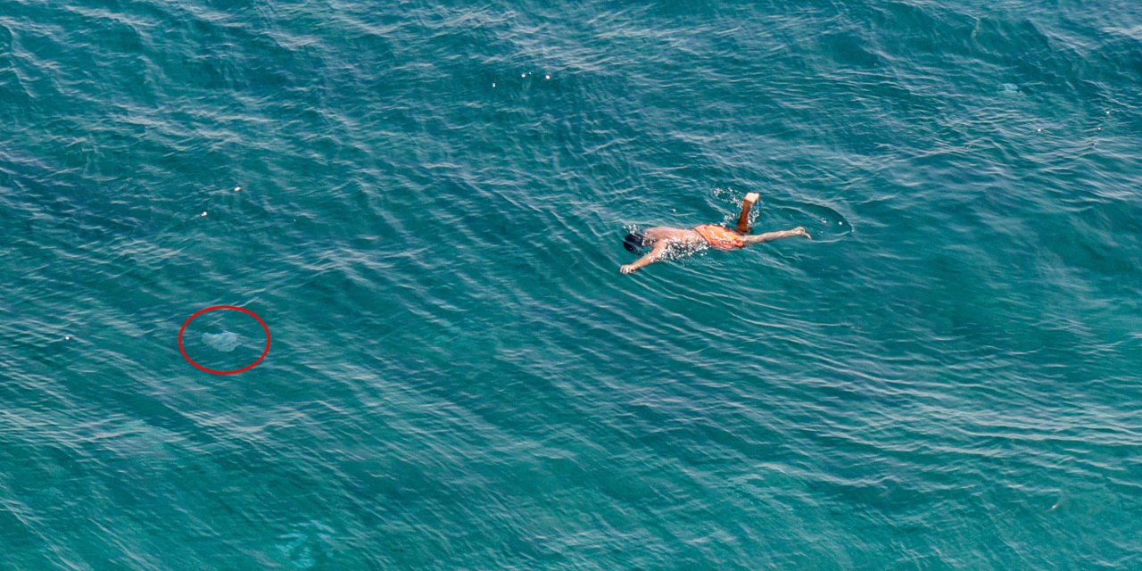 Antalya Sahillerinde 'Denizanası' Tedirginliği