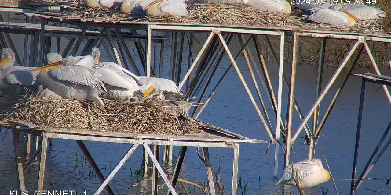Nesli Tehlikedeki Tepeli Pelikan Yavruları, Yuvalarında Kamerayla İzleniyor