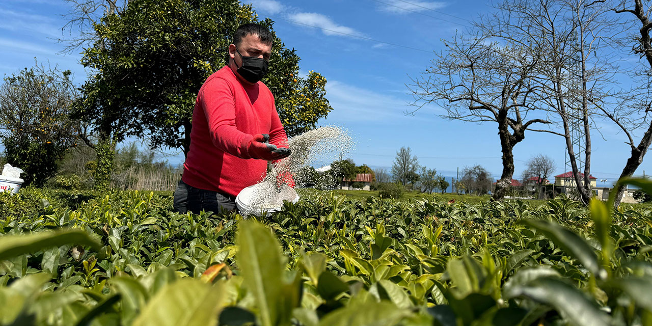 Doğu Karadeniz'de 2024 yılı yaş çay sezonu için hazırlıklar sürüyor