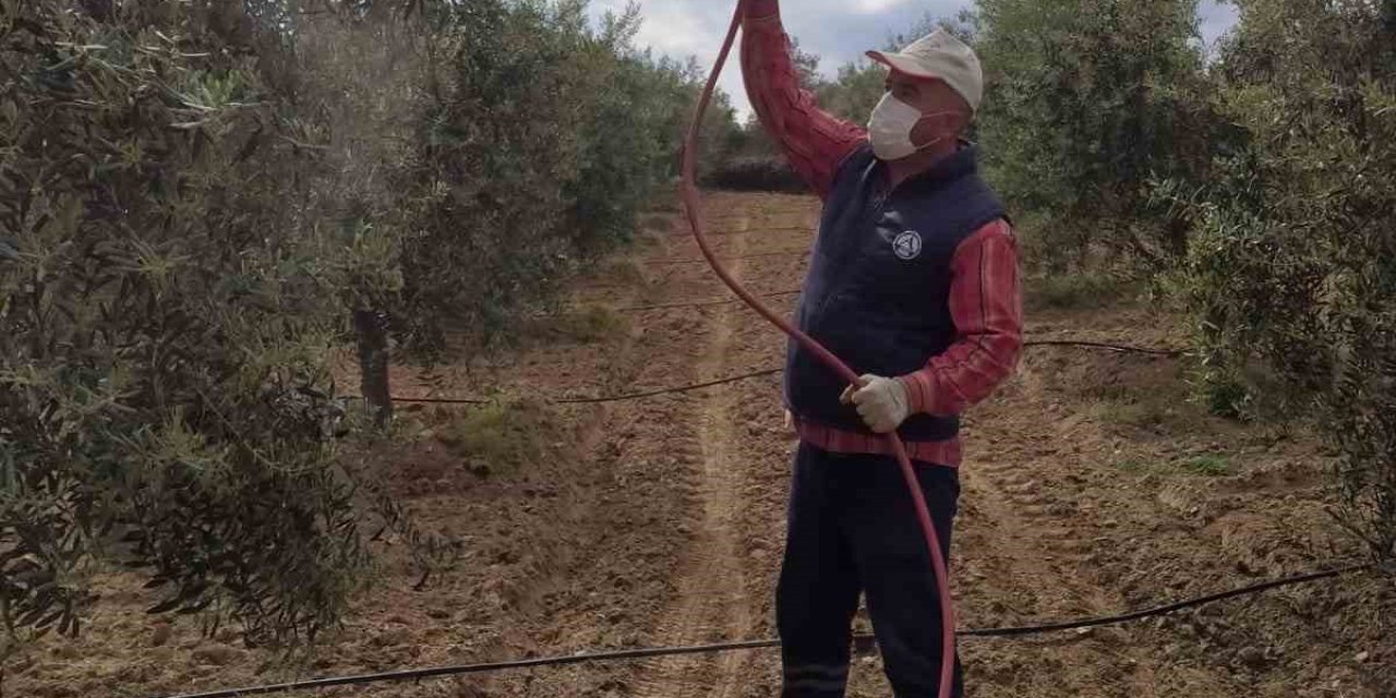 Sarıgöl’de Zeytinde Pamuklu Bit İle Mücadeleye Başlandı