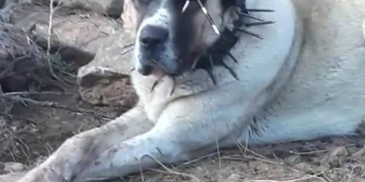 Oklu Kirpinin Fırlattığı Ok Gözüne İsabet Eden Köpek Kör Oldu, 2 Köpek Yaralandı