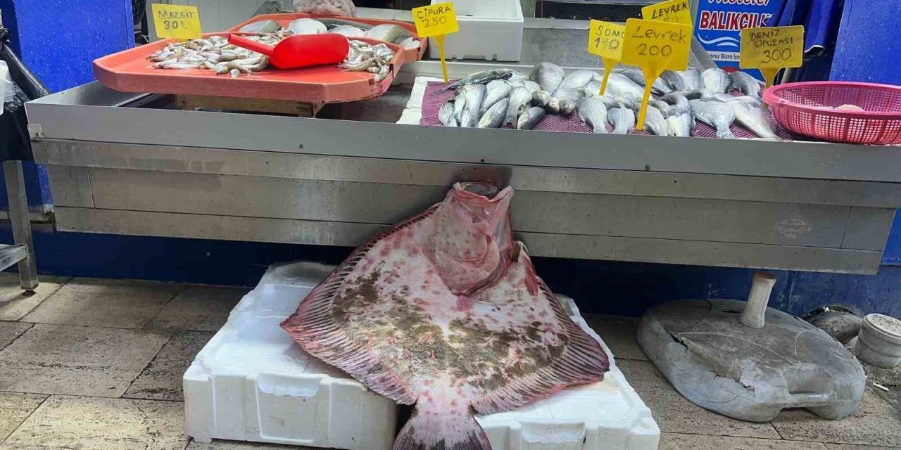 Sinop’ta Dev Kalkan Balığı 11 Bin 500 Lira