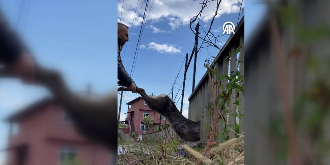 Rize'de demir korkuluklara sıkışan karacayı otobüs şoförü kurtardı