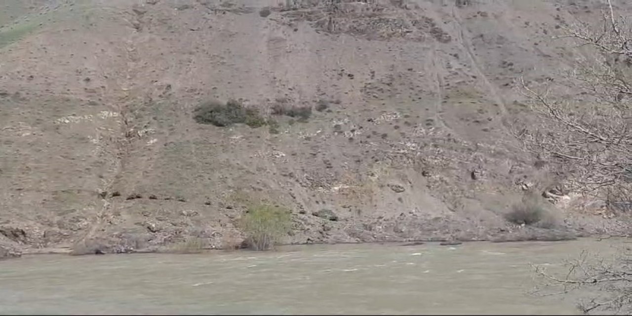 Elazığ’da Domuz Sürüsü Görüntülendi