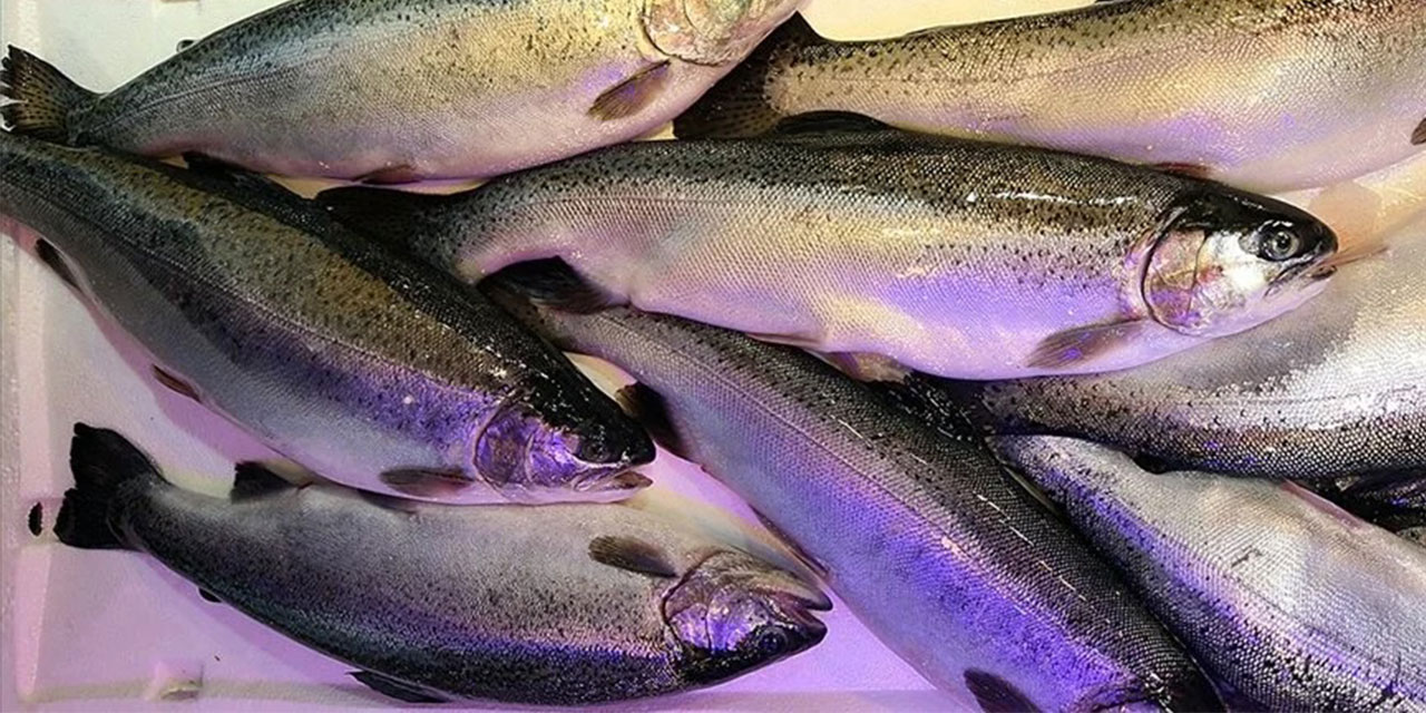 Doğu Karadeniz'den 4 ayda 28,5 milyon dolarlık Türk somonu ihraç edildi