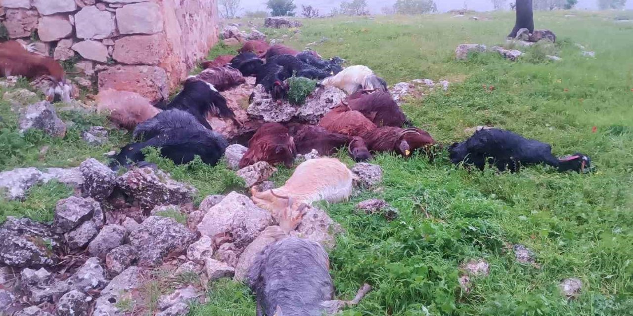 İdil’de Yıldırım Düştü, 31 Keçi Telef Oldu