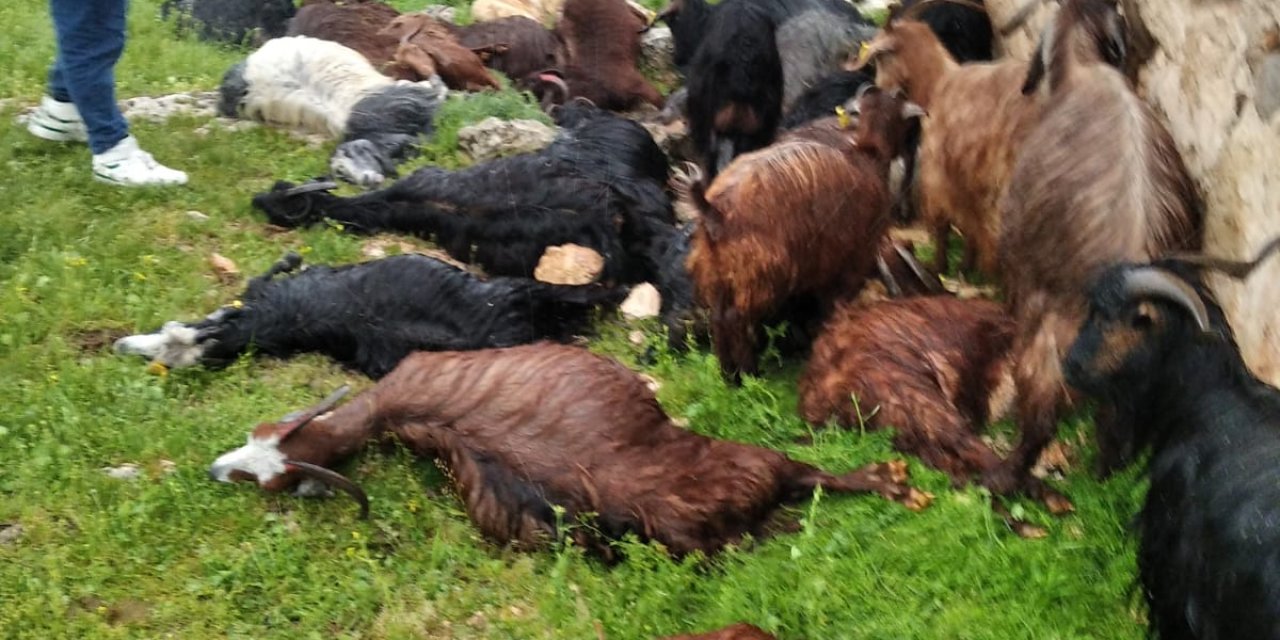 Şırnak'ta Ahıra Yıldırım Düştü; 31 Küçükbaş Öldü