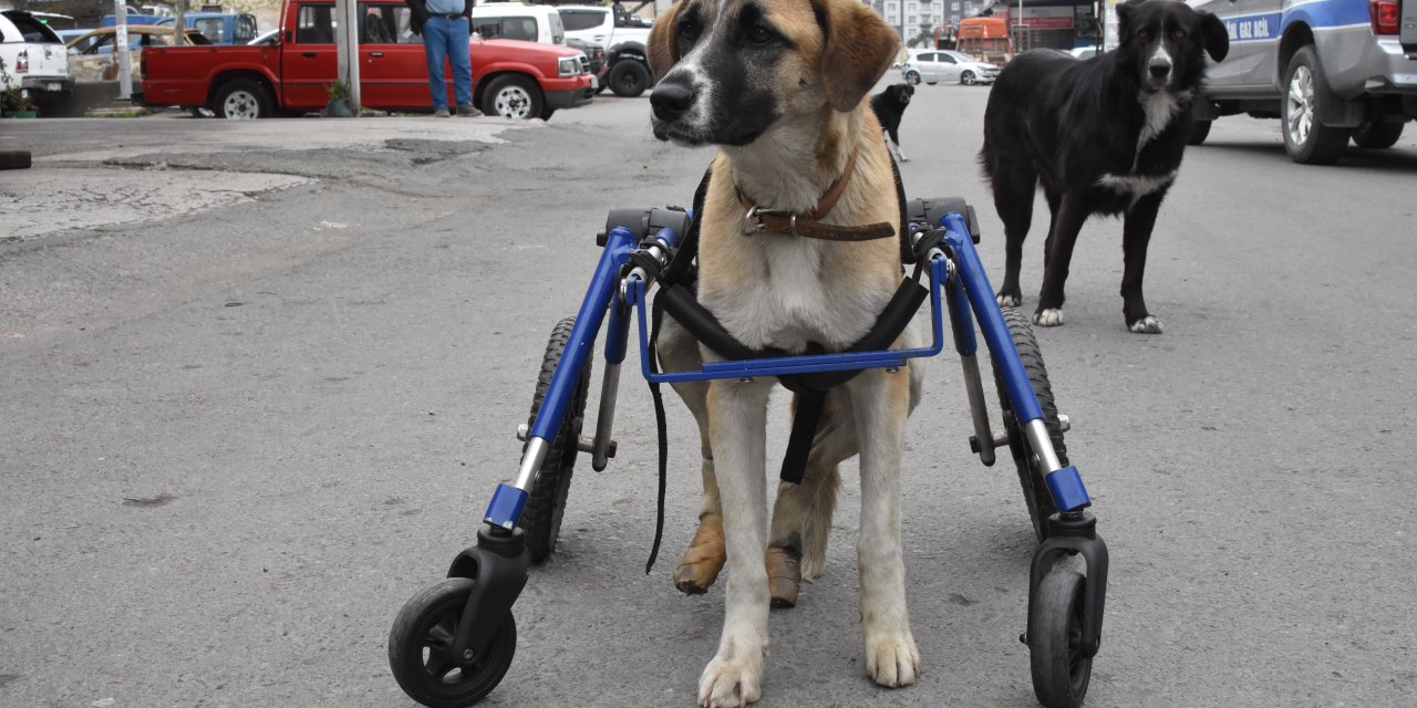 Omurgası Kırılan Köpeğine 4 Tekerlekli Yürüteç Yaptı