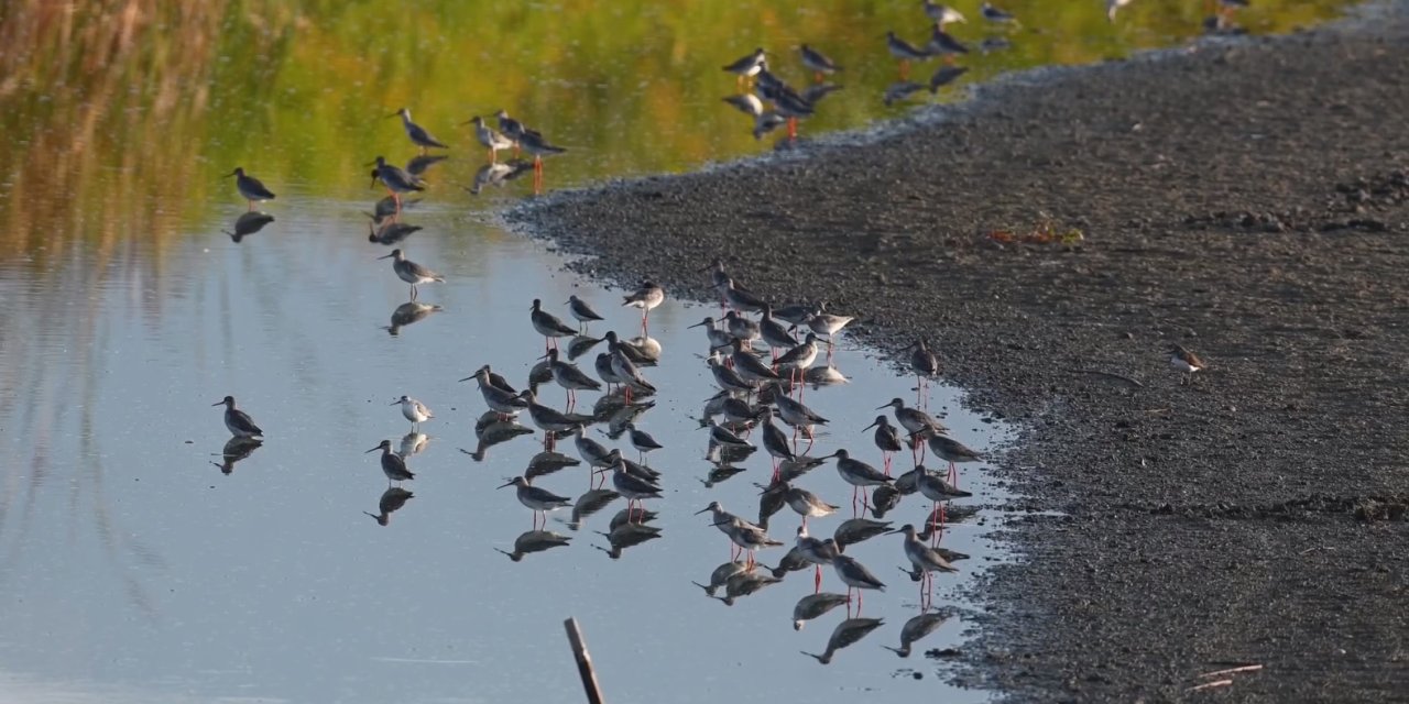 2023'te 190 Türden 23 Binden Fazla Kuş Halkalandı