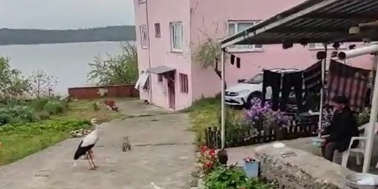 Balıkçı Adem Yılmaz, Yaren Leyleği ‘Bayram Şekerin' Diyerek Balıklarla Besledi