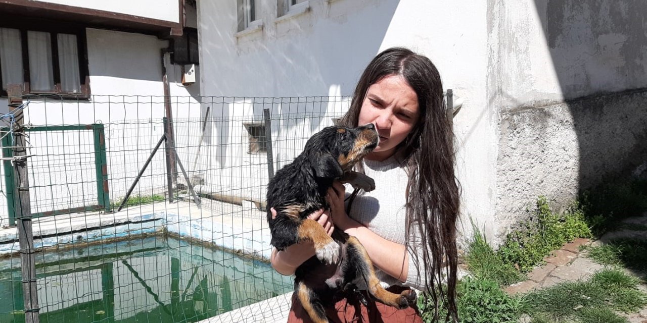 Havuzda Boğulmak Üzere Olan Yavru Köpeği Vatandaşlar Kurtardı