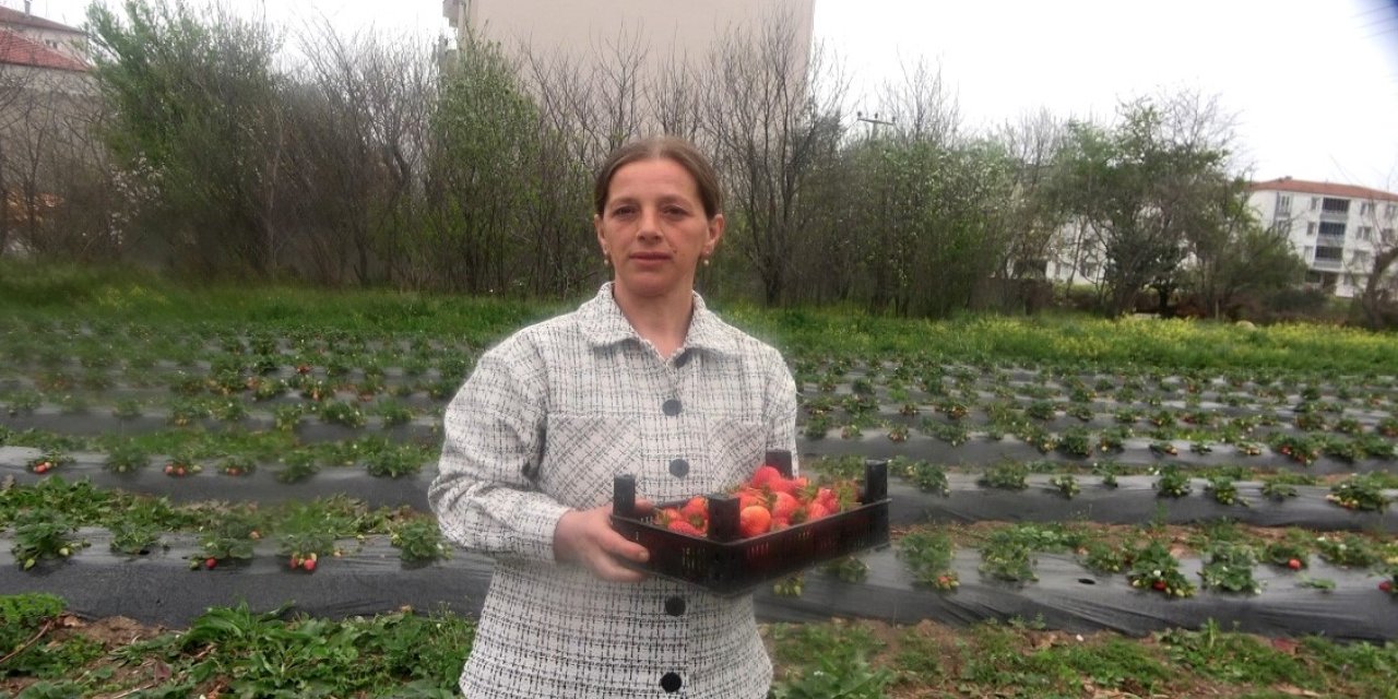 Bu Tarlada Çilekleri Müşteriler Topluyor