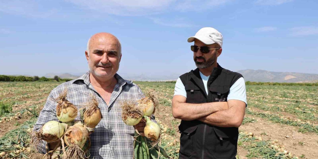 Sofrada Göz Yaşartan Soğan Tarlada Üreticinin Yüzünü Güldürdü