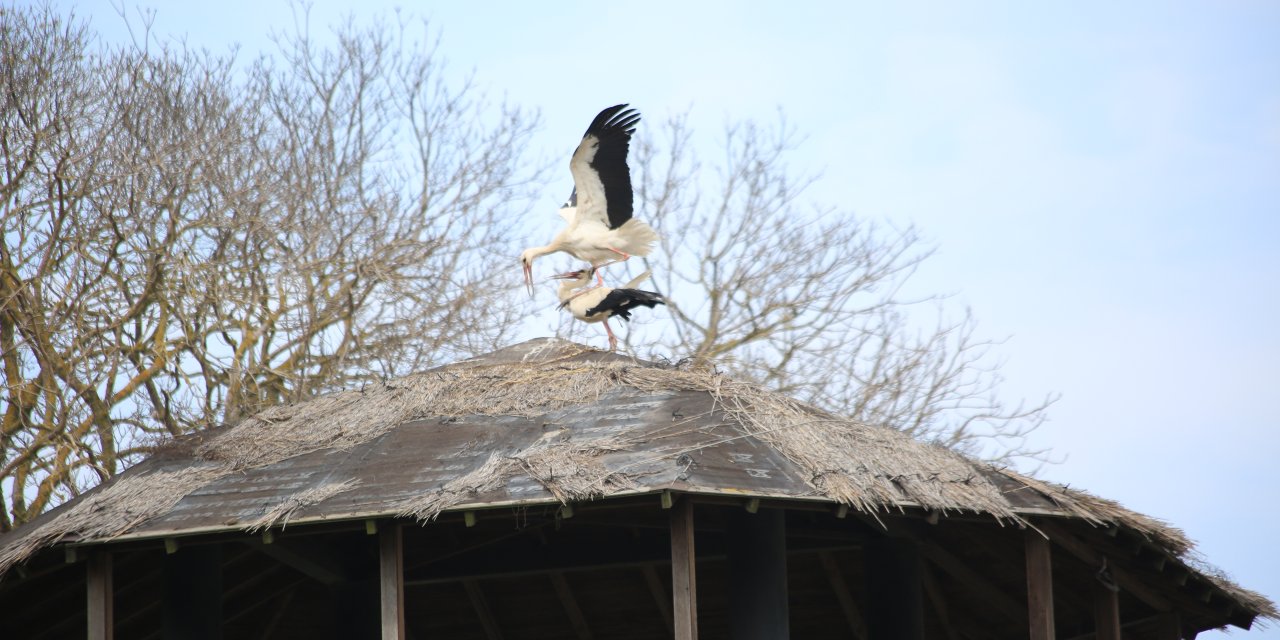 Leylekler Kızılırmak Deltası'ndaki Yuvalarına Yerleşti