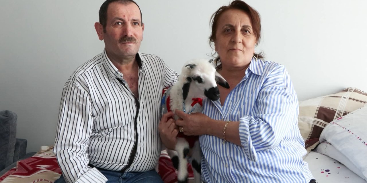İstanbul- Kanser Hastası Olunca Moral İçin Aldığı Kuzuya Bebek Gibi Bakıyor