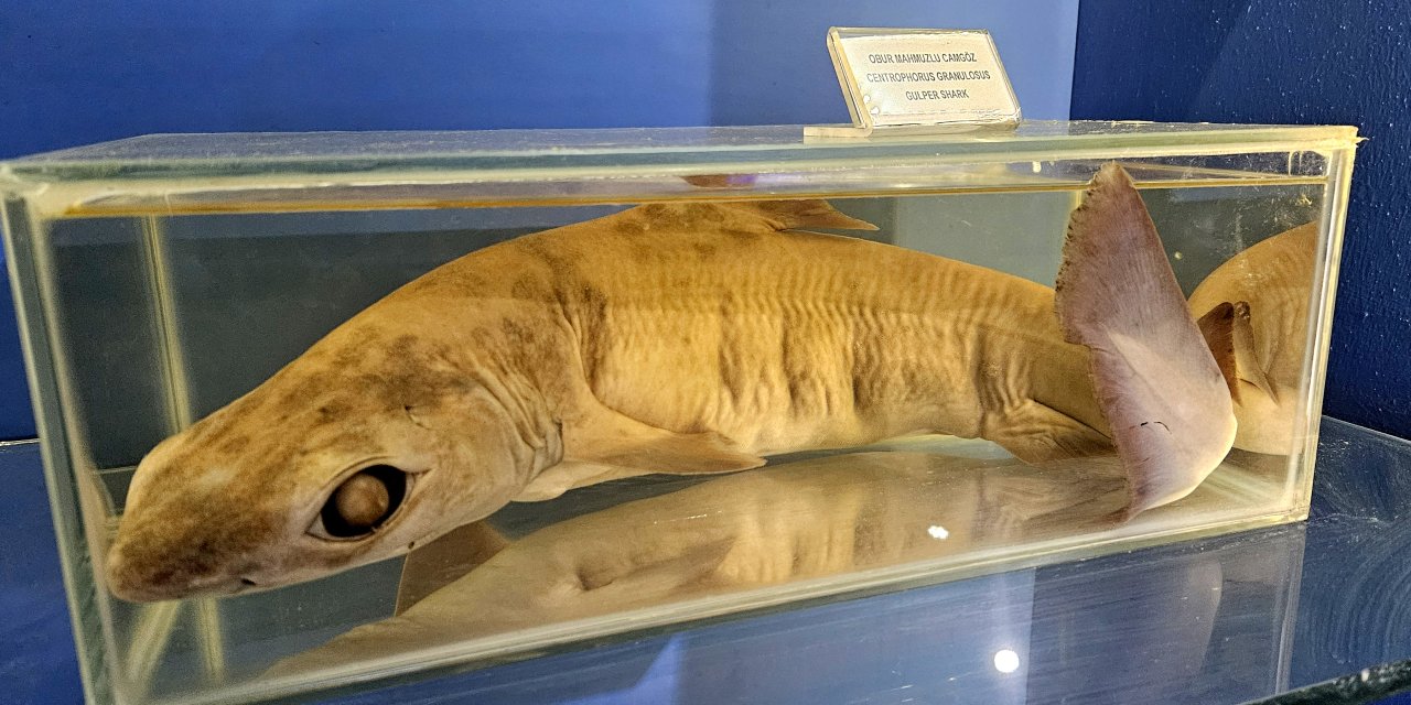 Müze Değil, 'Deniz Ürünleri Mezarlığı'