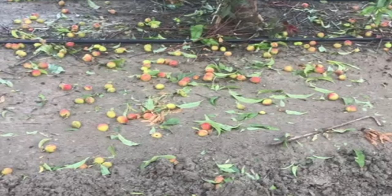 Mersin'de Narenciyeye 'Dolu' Zararı