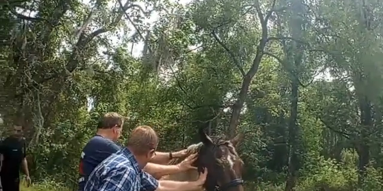 Abd’de Gölette Boğulmak Üzere Olan At Son Anda Kurtarıldı