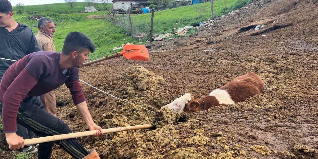 Tezek Yığınına Batan İnek Yavrusu Saatler Sonra Kurtarıldı