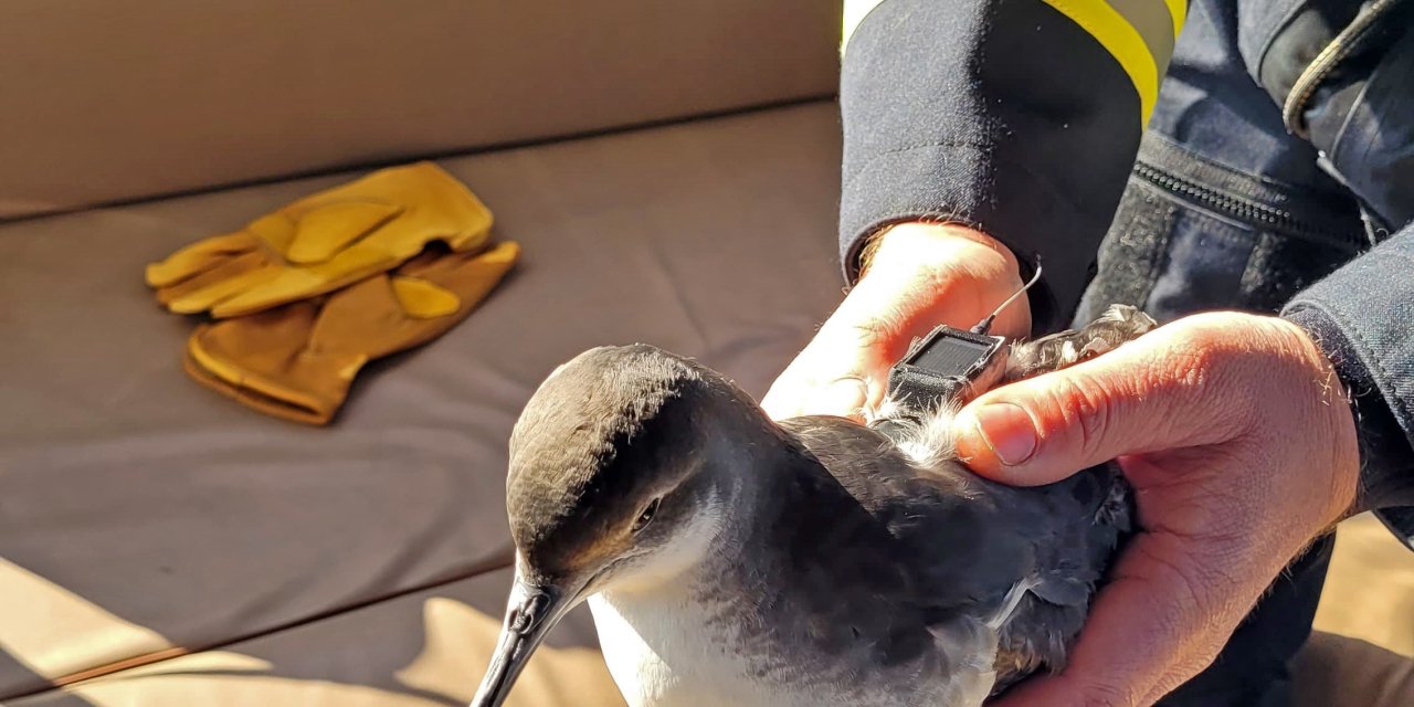 İstanbul- İstanbul Boğazı'nda 30 Yelkovan Kuşuna Uydu Vericisi Takıldı