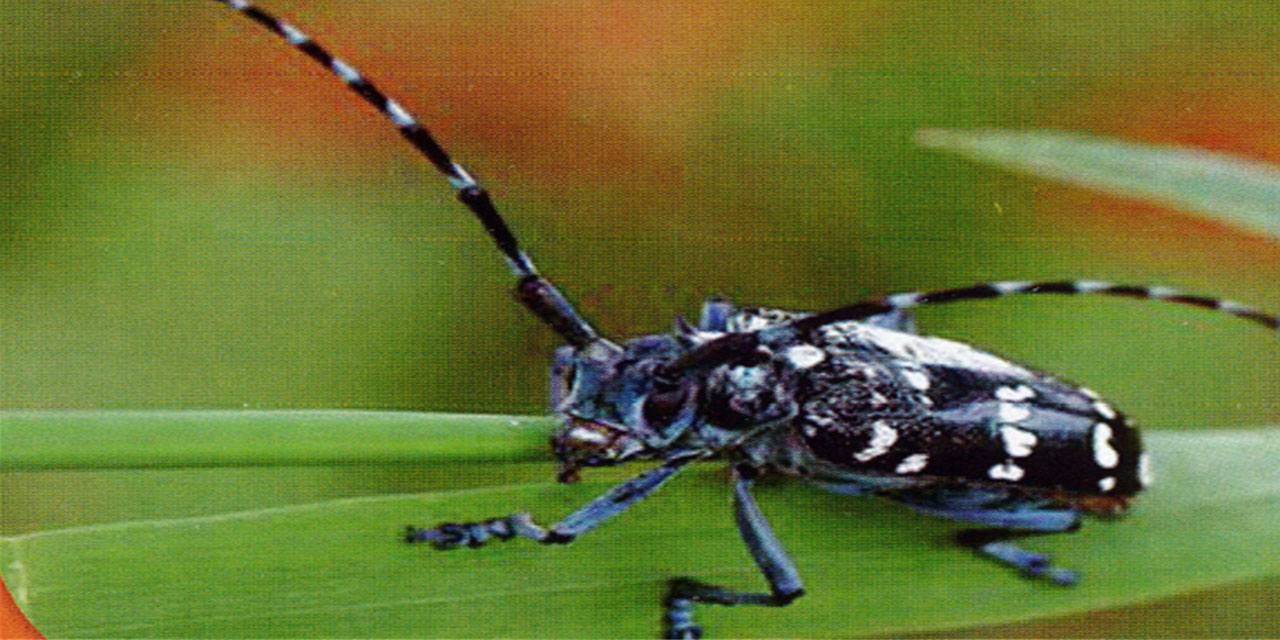 Rize’de turunçgil uzun antenli böceği ile mücadele çalışmaları devam ediyor