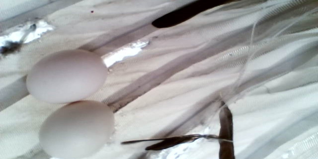 Laboratuvar Bacasına Yuva Yapan Alaca Baykuş İçin Çalışmalar Durdu