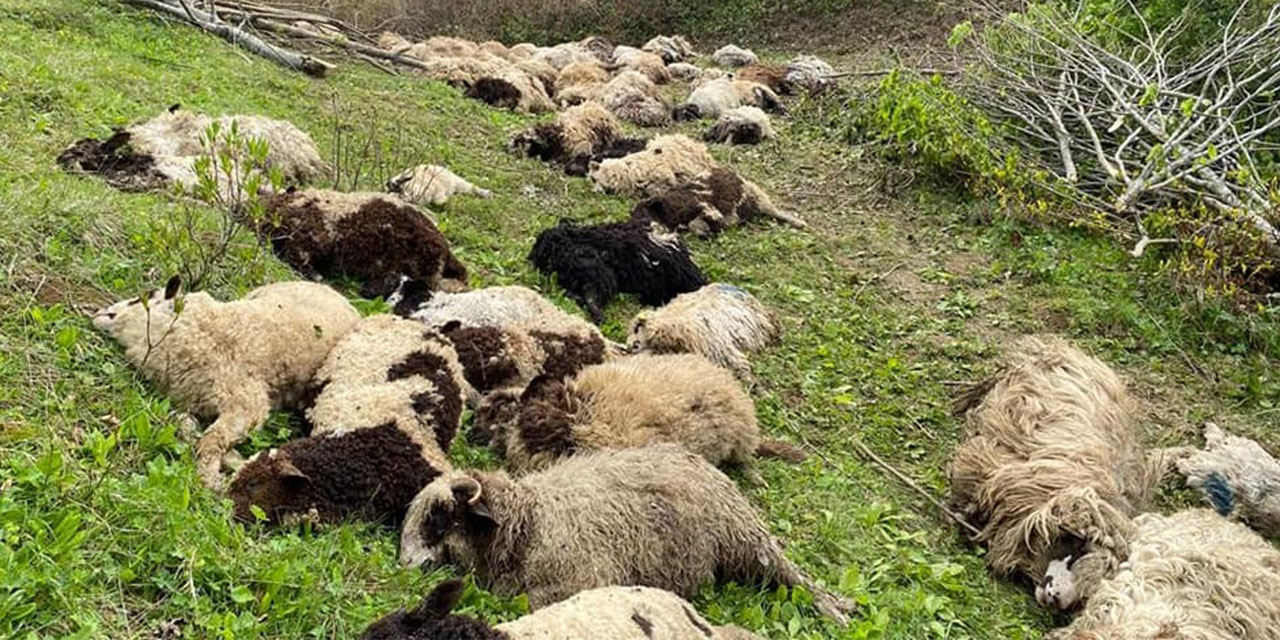 Ordu’da koyun sürülerine ayı saldırdı: 76 koyun telef oldu