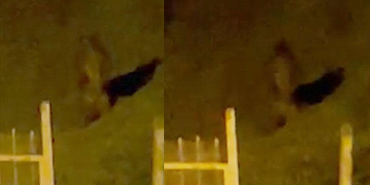 Rize'de çay bahçesine giren ayı görenleri korkuttu