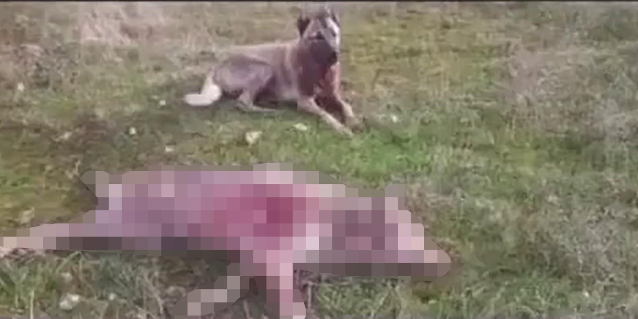 Köpeklerine Boğdurduğu Kurdu Yaktı, Gözaltına Alındı