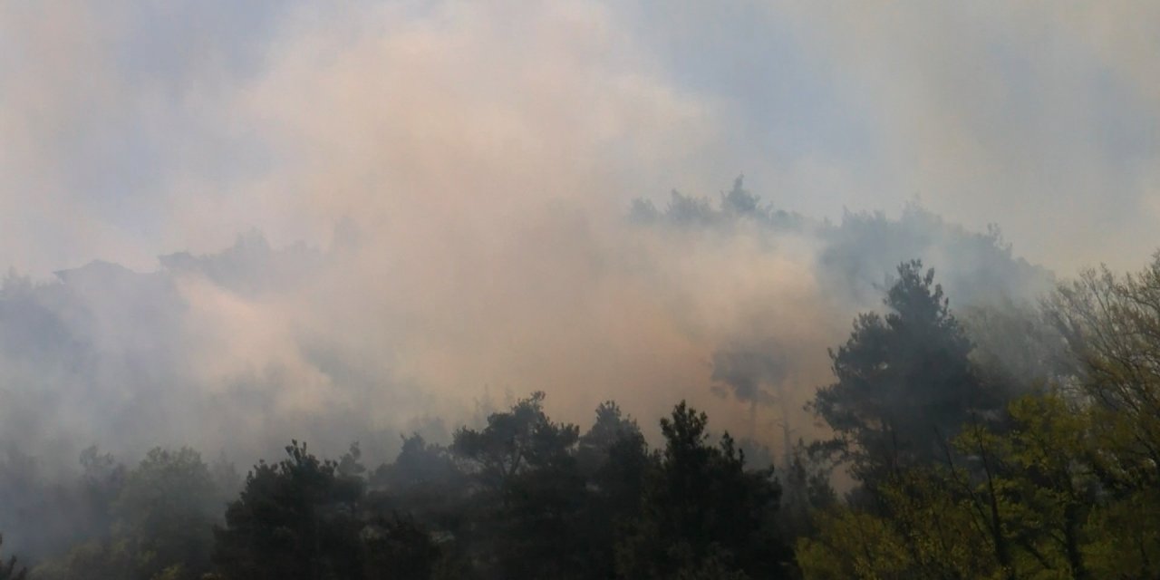 Bursa'da Orman Yangını