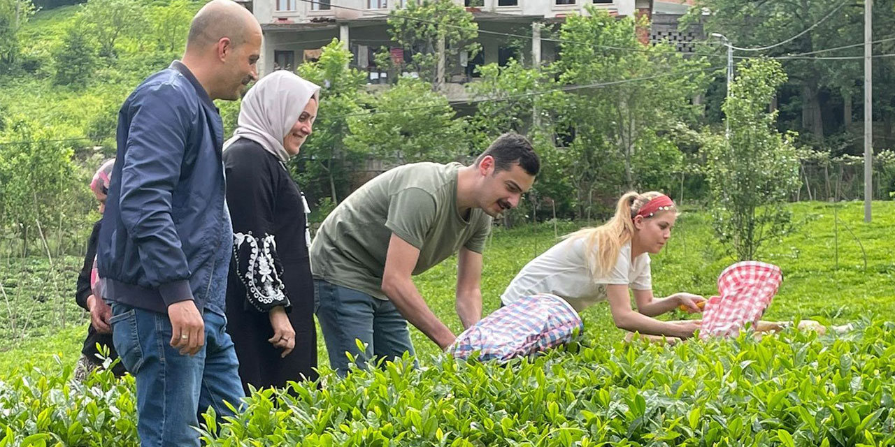 İkizdere Kaymakamı Bayram eşiyle çay topladı, fabrikada çayın işlenmesini inceledi