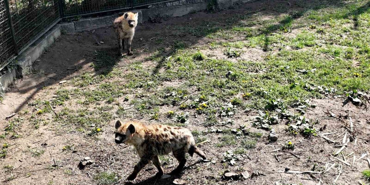 Bursa Hayvanat Bahçesi’ne 2 Yeni Misafir