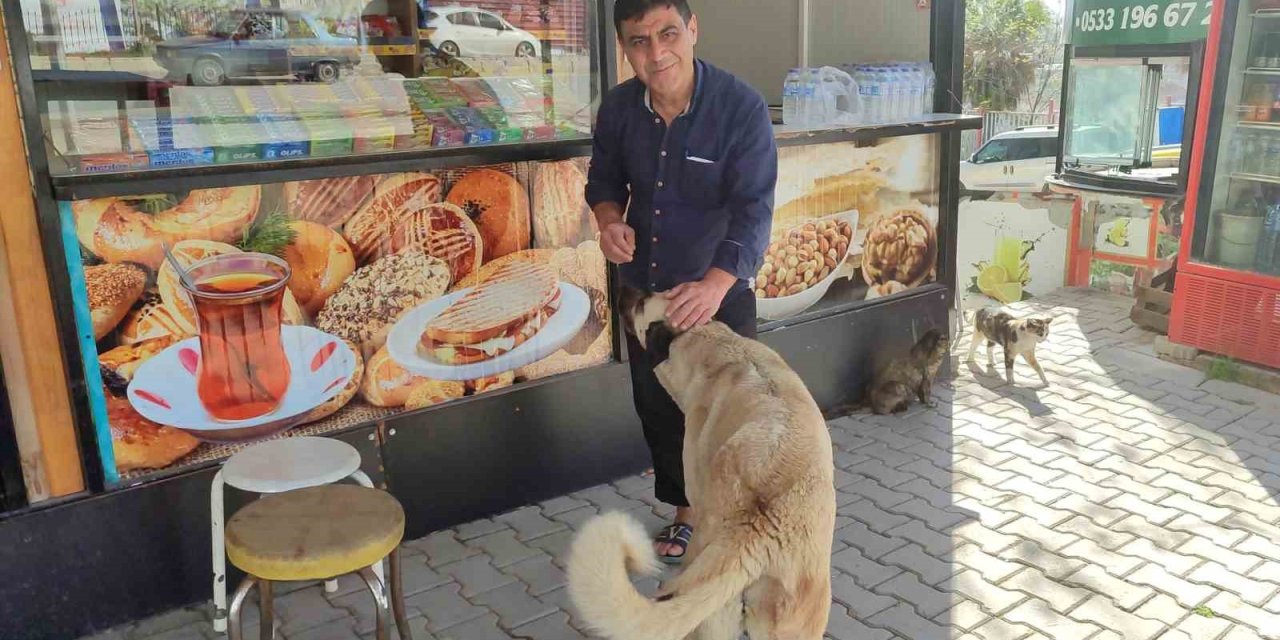 Kahramanmaraşlı Esnaf, Her Gün Büfesinin Önüne Gelen Hayvanları Besliyor