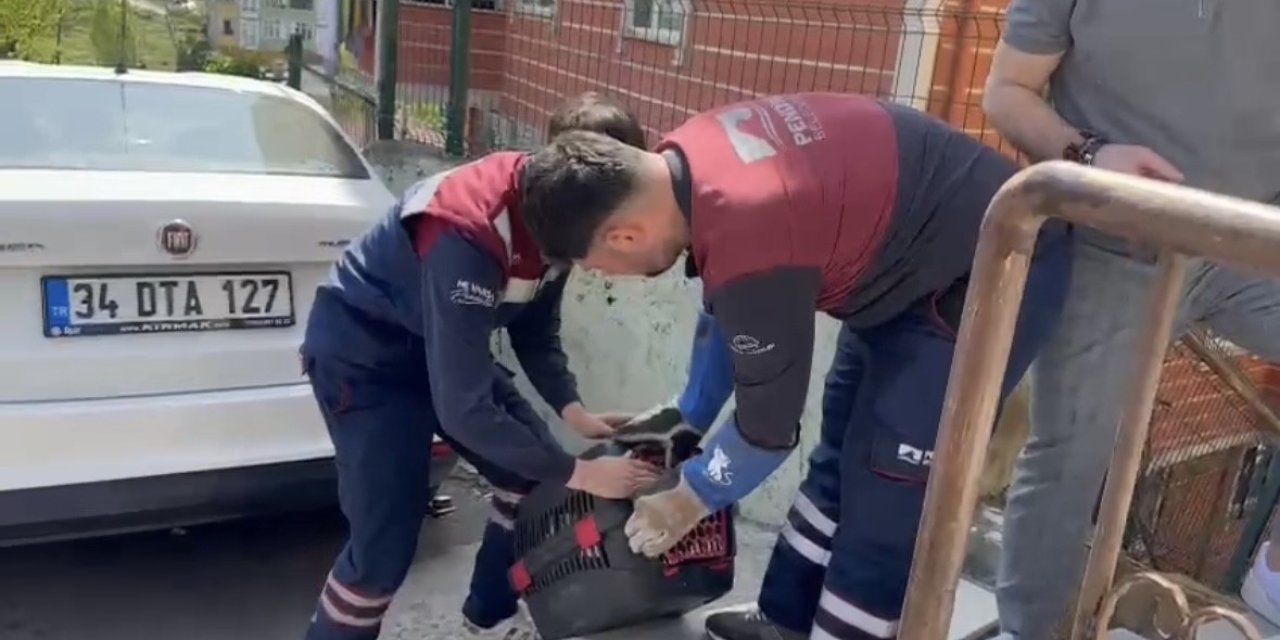 Pendik’te Yaralı Halde Bulunan Atmaca Tedavi Edildi