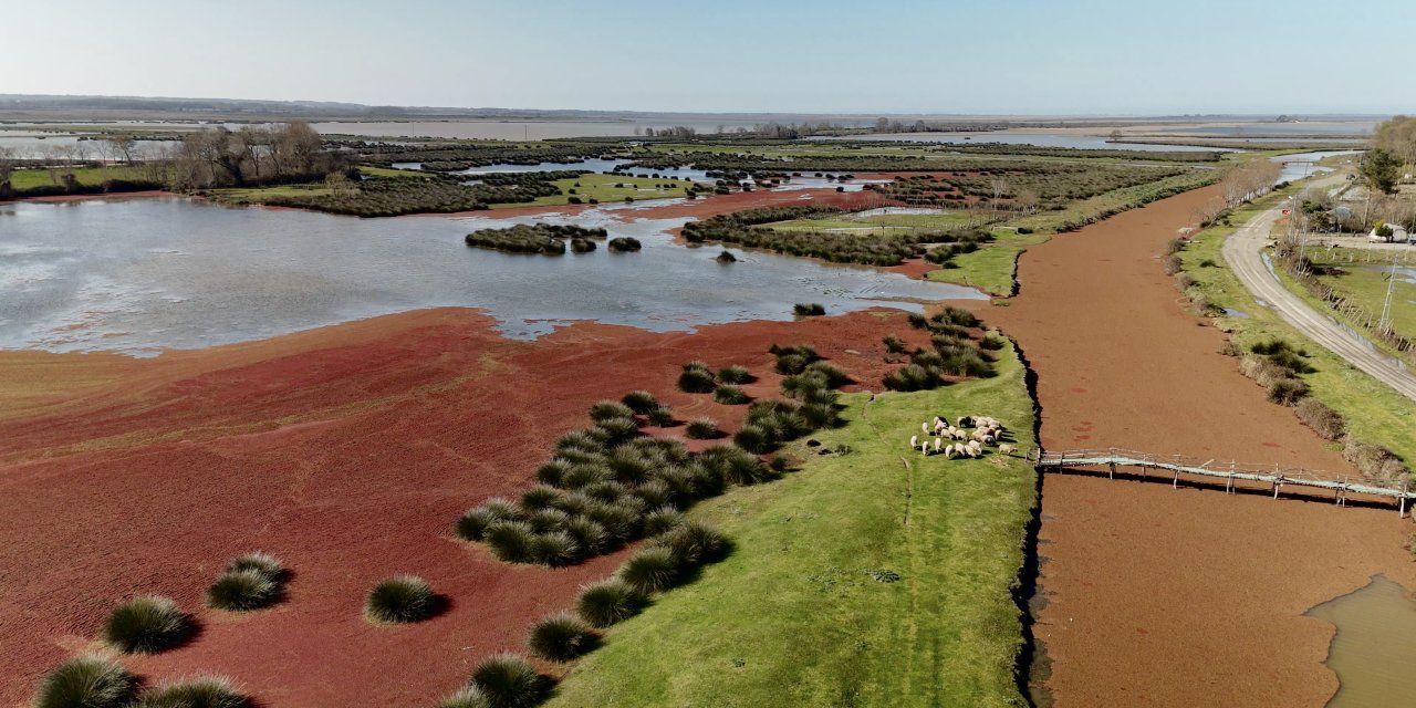 Kızılırmak Deltası ‘Kızıl Eğrelti Otu’ İle Kızıla Büründü