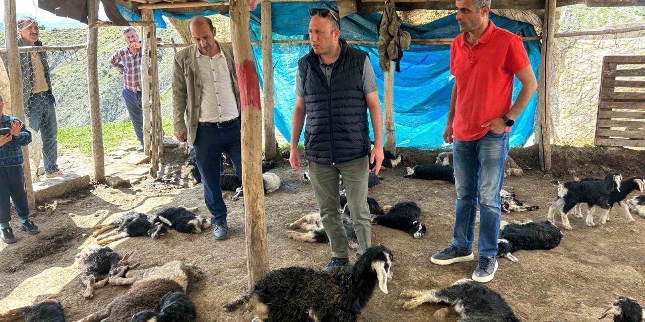 Kulp’ta Başıboş Köpekler 45 Oğlağı Telef Etti