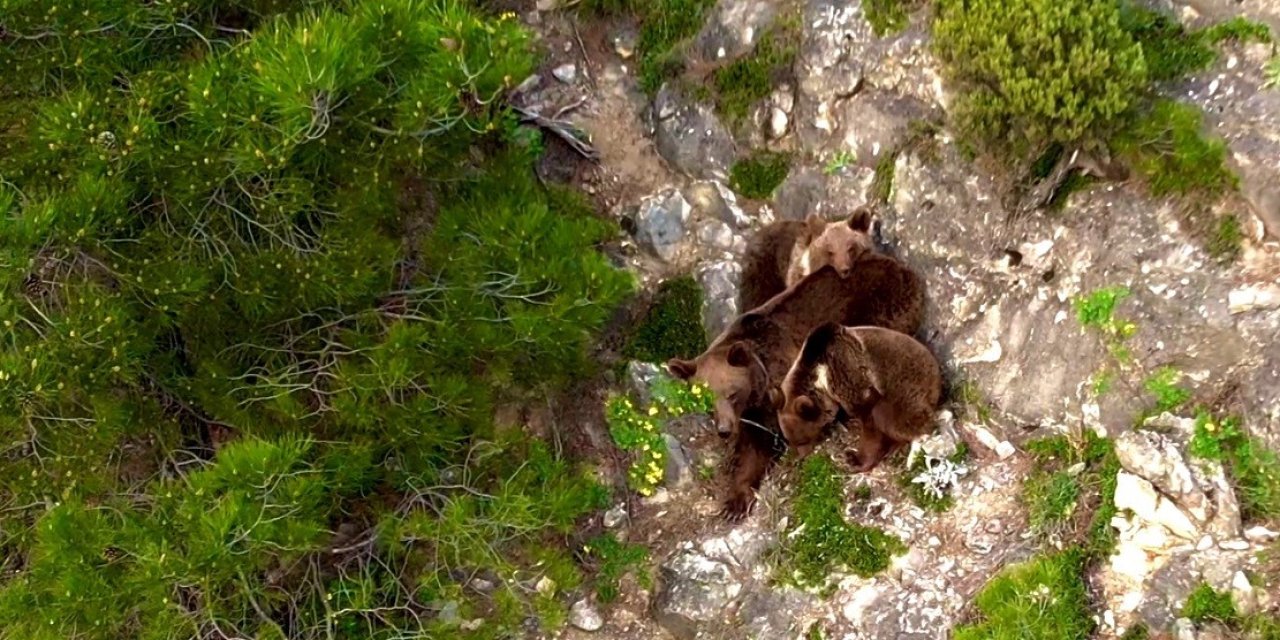 Yaban Hayvanları Dronla Görüntülendi