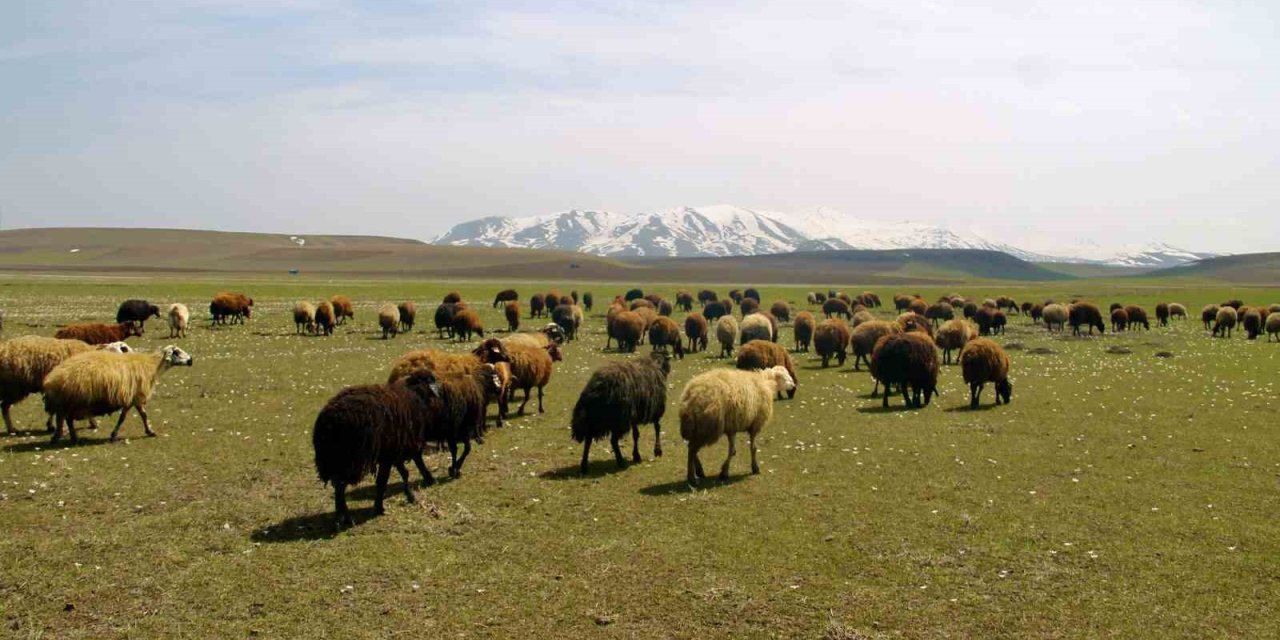 Bayburt’ta Meralar Küçükbaş Hayvanlarla Şenlendi
