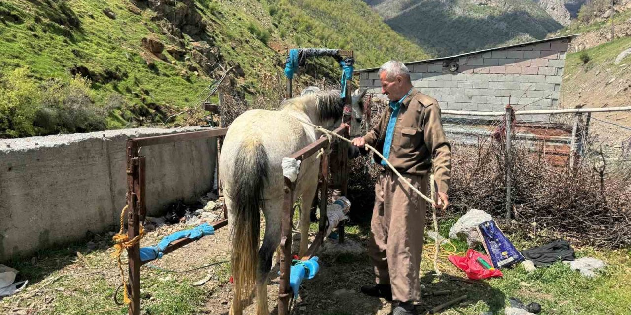 20 Yıldır Nalbantlık Yapan Usta, At Ve Katırların Ayak Bakımlarını Yapıyor