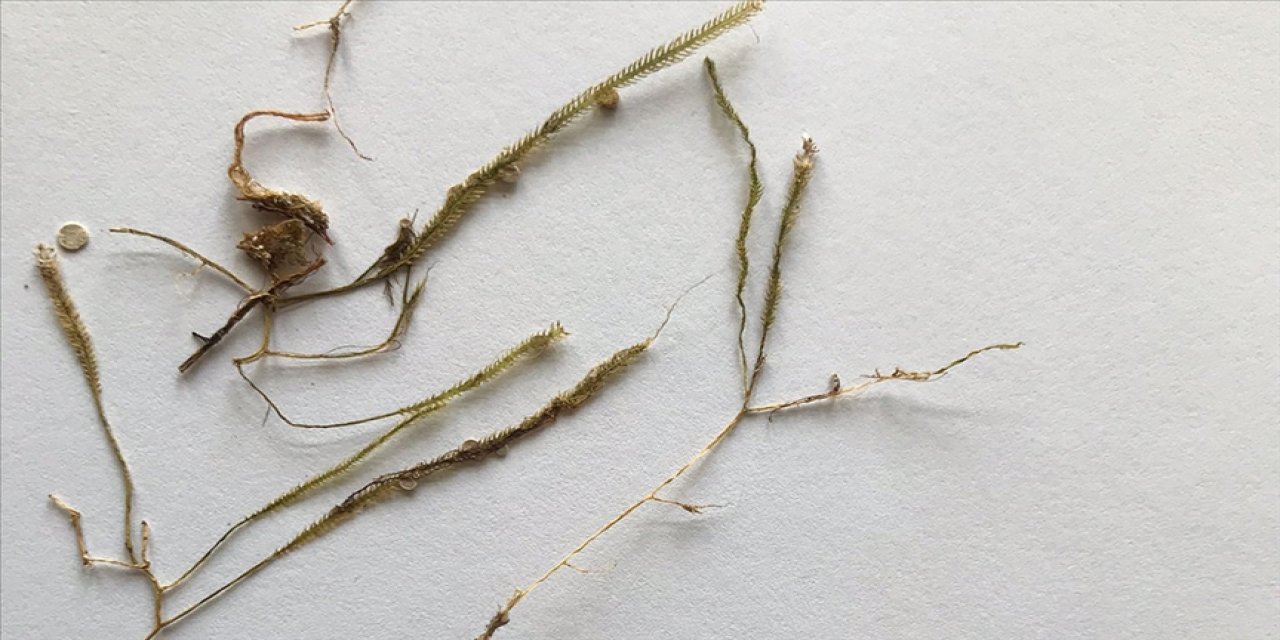 Marmara Denizi'nde tespit edilen "katil yosun"un yeni rotası Karadeniz olabilir