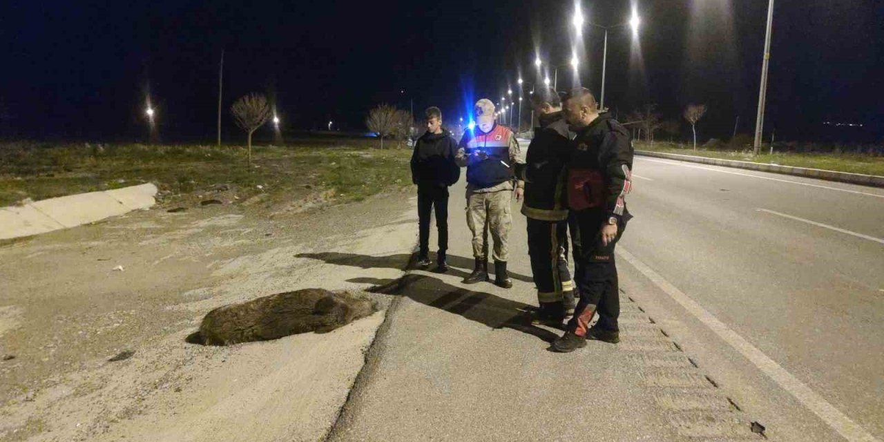 Otomobilin Çarptığı Domuz Telef Oldu