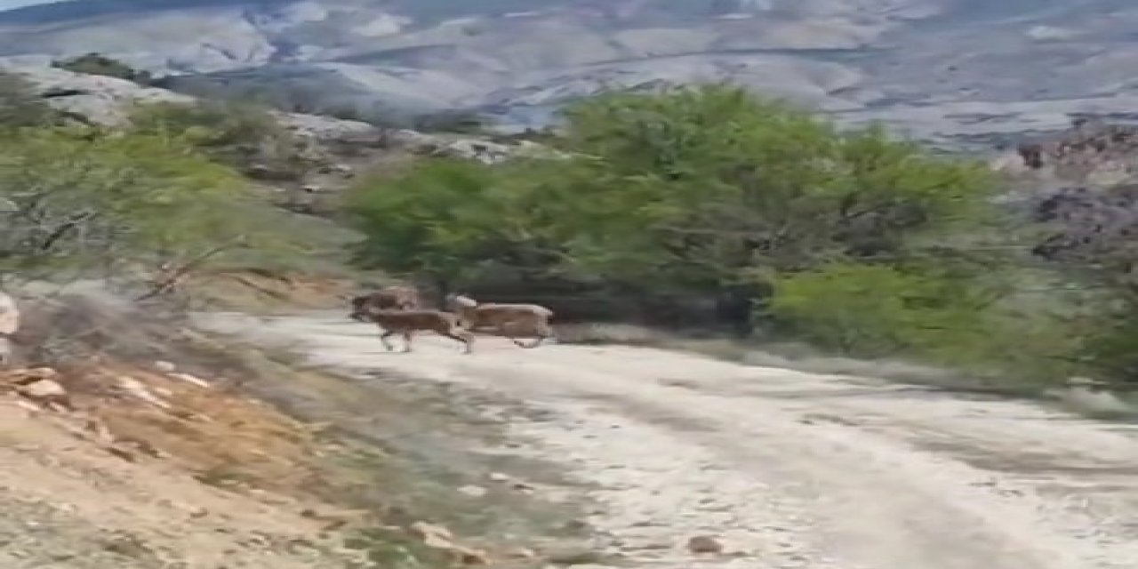 Elazığ’da Dağ Keçileri Görüldü