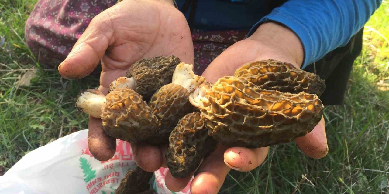 Doğada Nadir Bulunuyor, Kilogramı 600 Liradan Satılıyor