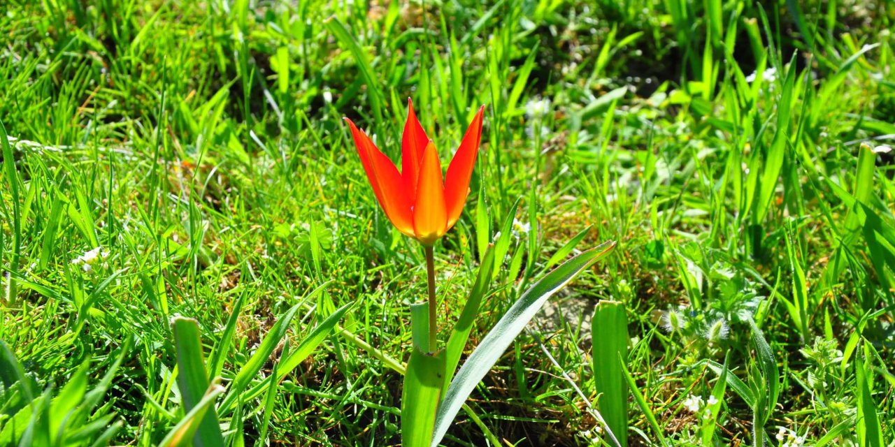 10 Gün Canlı Kalabilen Manisa Laleleri Açtı, Koparmanın Cezası 387 Bin 142 Lira