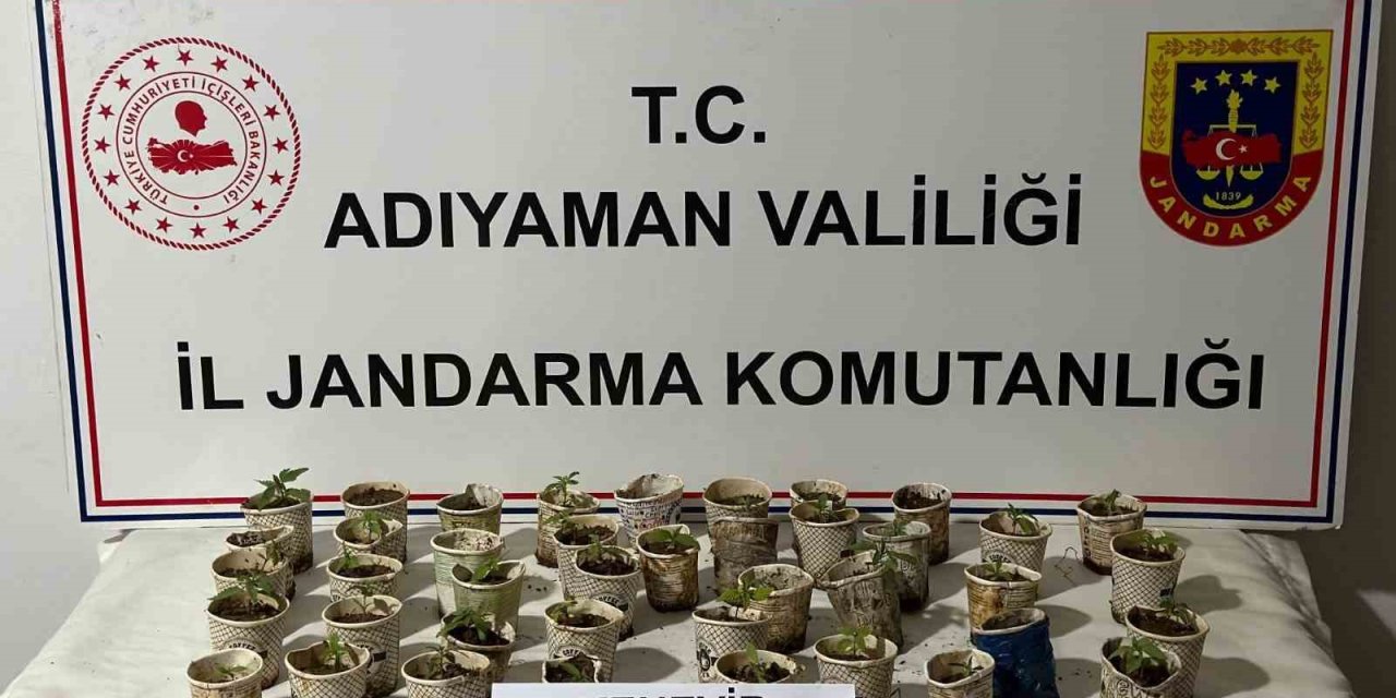 Bardakta Kenevir Bitkileri Ele Geçirildi