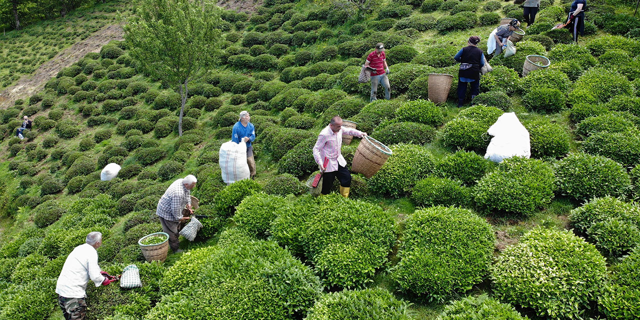 Fındık diyarı Ordu’da ilk çay hasadı başladı