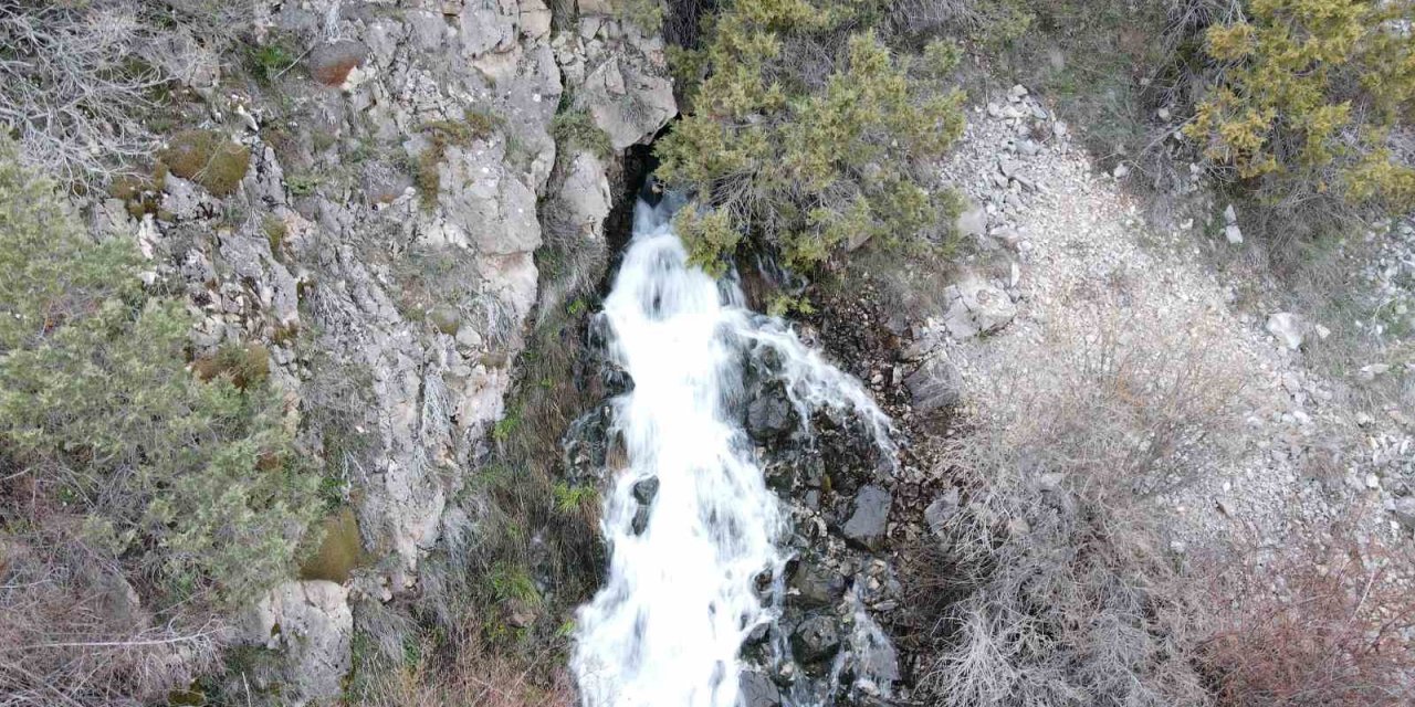 Baharda Çıkıp Yazın Kayboluyorlar